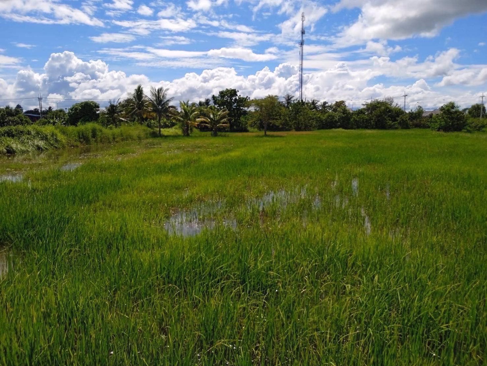 ขายที่นาติดถนนสายหลัก-ร้อยเอ็ด-กาฬสินธุ์-15-3-70ไร่-ห่างทางรถไฟ-8-กม