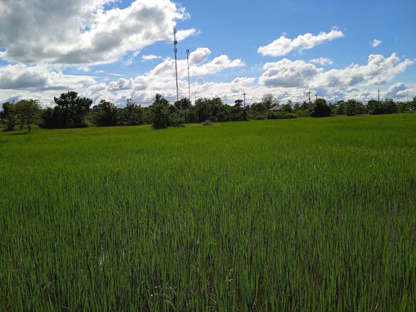 ขายที่นาติดถนนสายหลัก-ร้อยเอ็ด-กาฬสินธุ์-15-3-70ไร่-ห่างทางรถไฟ-8-กม