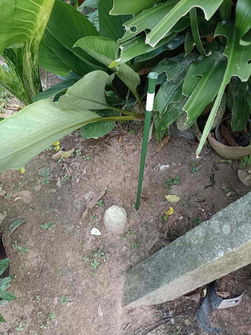 ขายที่ดินโฉนด-เจ้าของขายเอง-เกาะกลางลันตา