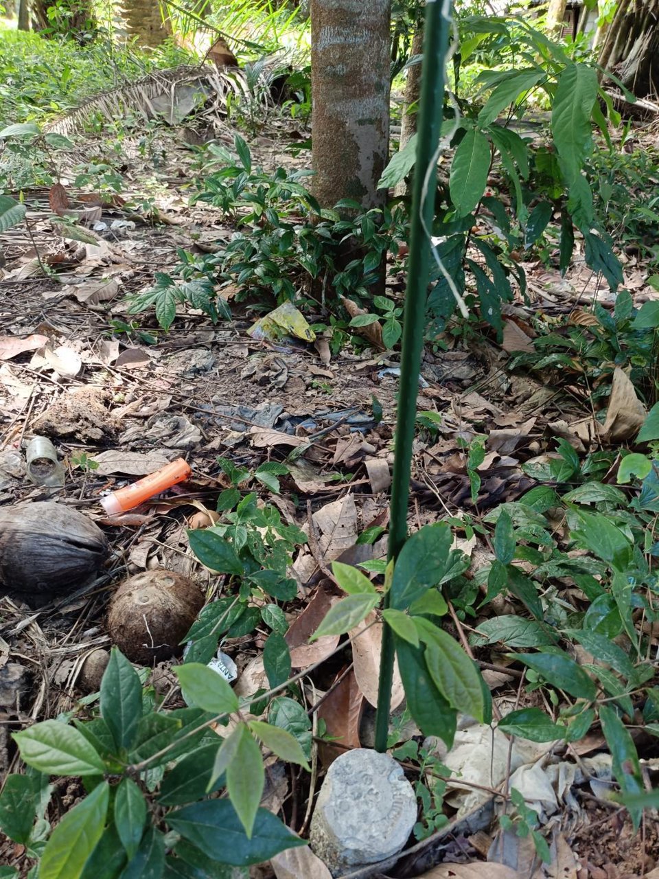 ขายที่ดินโฉนด-เจ้าของขายเอง-เกาะกลางลันตา