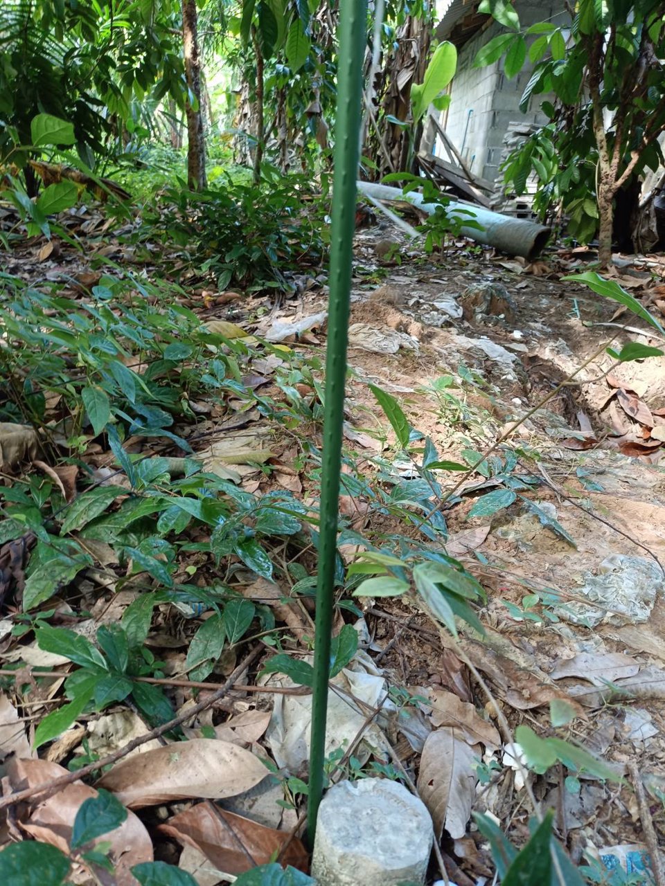 ขายที่ดินโฉนด-เจ้าของขายเอง-เกาะกลางลันตา