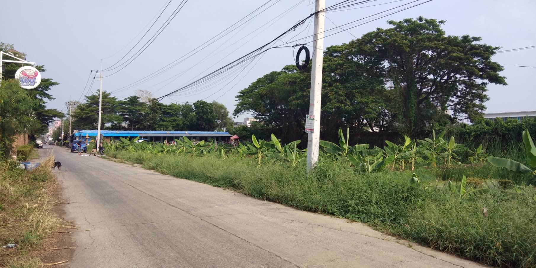 ขายที่ดินเปล่า​-ซอยกุญชร14​-ตรงข้ามจับปูใส่กระด้ง​-​ตำบลคลอง1-จังหวัดปทุมธานี​-พร้อมโอน​