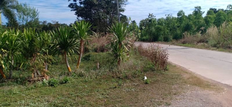 ขายที่ดินถมแล้ว-117ตรว-ติดถนนคอนกรีต-ถมแล้ว