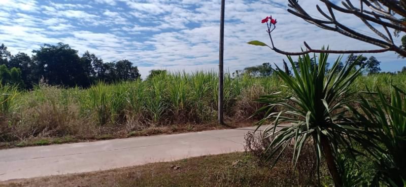 ขายที่ดินถมแล้ว-117ตรว-ติดถนนคอนกรีต-ถมแล้ว