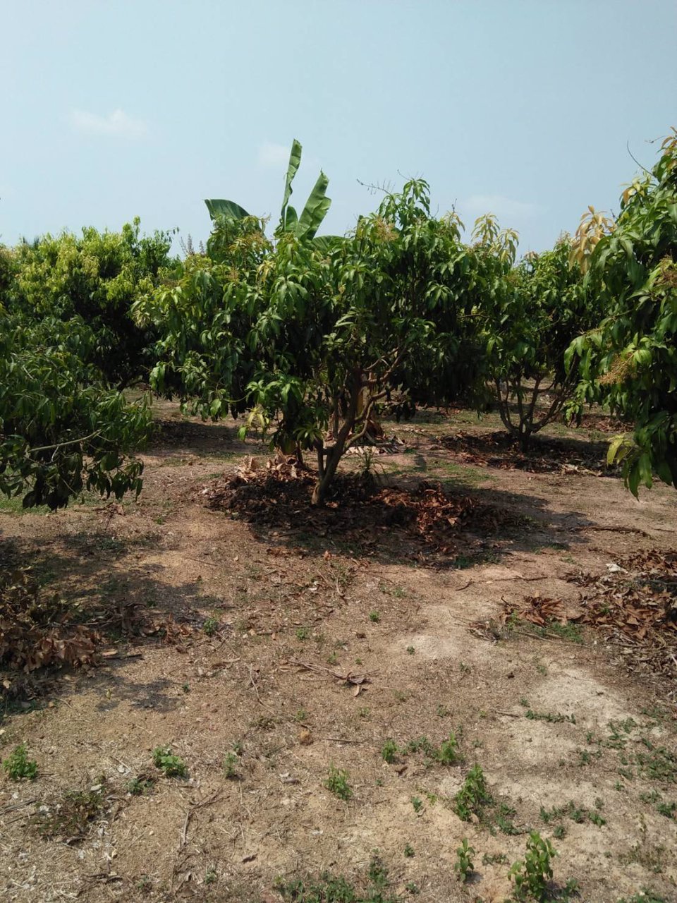 ขาย-ที่ดินนครนายก-บ้านพร้าว-บ้านนา-นครนายก-ตรงข้ามวัดนักบุญยอแซฟ-9ไร่1งาน-แบ่งขายได้5ไร่-ที่ดินบ้าน