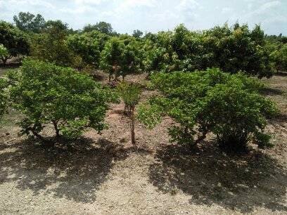 ขาย-ที่ดินนครนายก-บ้านพร้าว-บ้านนา-นครนายก-ตรงข้ามวัดนักบุญยอแซฟ-9ไร่1งาน-แบ่งขายได้5ไร่-ที่ดินบ้าน