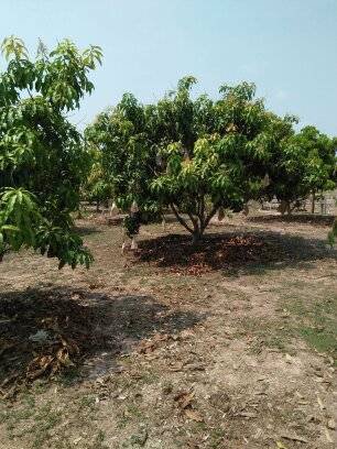 ขาย-ที่ดินนครนายก-บ้านพร้าว-บ้านนา-นครนายก-ตรงข้ามวัดนักบุญยอแซฟ-9ไร่1งาน-แบ่งขายได้5ไร่-ที่ดินบ้าน