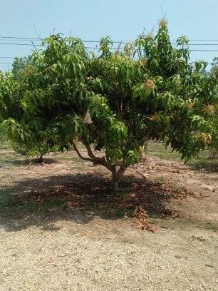 ขาย-ที่ดินนครนายก-บ้านพร้าว-บ้านนา-นครนายก-ตรงข้ามวัดนักบุญยอแซฟ-9ไร่1งาน-แบ่งขายได้5ไร่-ที่ดินบ้าน