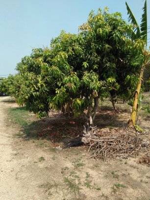 ขาย-ที่ดินนครนายก-บ้านพร้าว-บ้านนา-นครนายก-ตรงข้ามวัดนักบุญยอแซฟ-9ไร่1งาน-แบ่งขายได้5ไร่-ที่ดินบ้าน