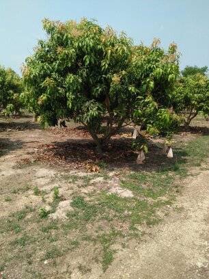 ขาย-ที่ดินนครนายก-บ้านพร้าว-บ้านนา-นครนายก-ตรงข้ามวัดนักบุญยอแซฟ-9ไร่1งาน-แบ่งขายได้5ไร่-ที่ดินบ้าน