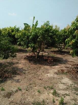 ขาย-ที่ดินนครนายก-บ้านพร้าว-บ้านนา-นครนายก-ตรงข้ามวัดนักบุญยอแซฟ-9ไร่1งาน-แบ่งขายได้5ไร่-ที่ดินบ้าน