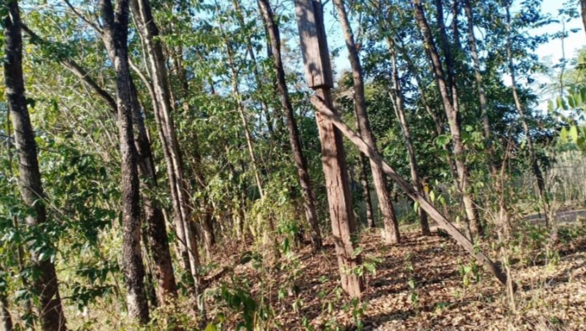 ขายที่ดิน-2ไร่-ราคา290000บาท-ผ่อนวัน100บาท-