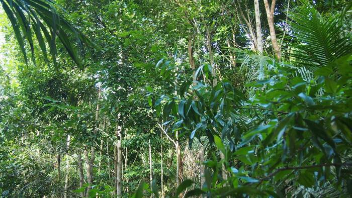 ขายที่ดินติดชายทะเล-หาดทุ่งวัวแล่น-ตสะพลี-อปะทิว-จชุมพร