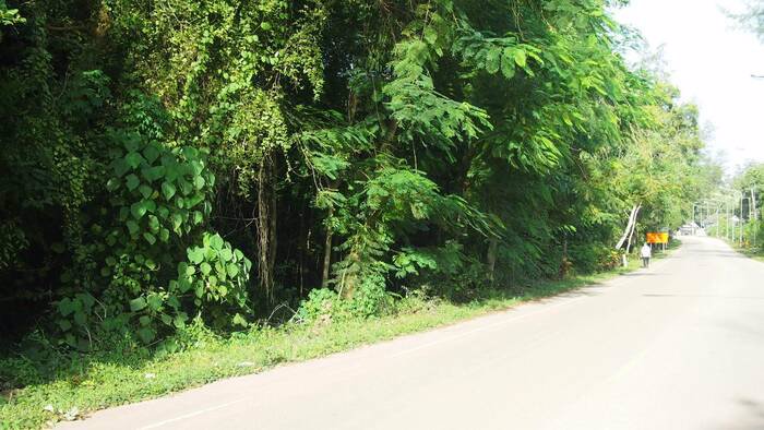 ขายที่ดินติดชายทะเล-หาดทุ่งวัวแล่น-ตสะพลี-อปะทิว-จชุมพร