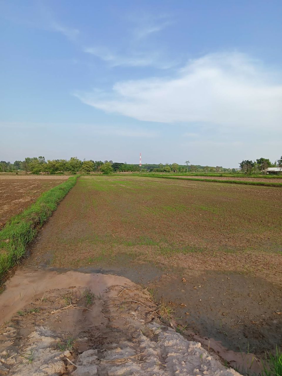 ขายที่ดิน-3-ไร่-36-ตารางวา-บ้านนาบ่อ-ตปลาโหล-อวาริชภูมิ-จสกลนคร-หน้าที่ดินติดถนนเทศบาล-7-แสน