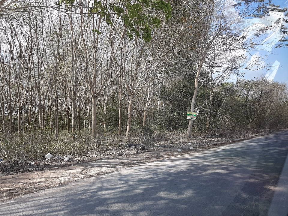 ขายที่ดินสวนยาง-7ไร่-มาบข่า-ใกล้แหล่งโรงงานใกล้ชุมชน-น่าสนใจมาก