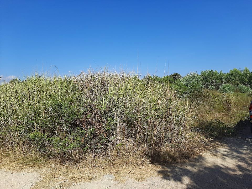 ขายที่ดินระยองราคาถูกสุดๆ-ตเนินพระ-ใกล้แหล่งความเจริญ