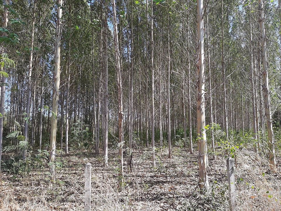 ขายที่ดินระยองทำเลทอง-ติดถนน-กรอกยายชา-17-ไร่-ถูกๆ