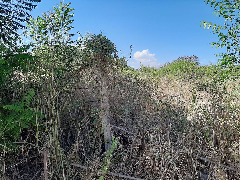 ขายที่ดินระยองทำเลทอง-ติดถนน-กรอกยายชา-17-ไร่-ถูกๆ