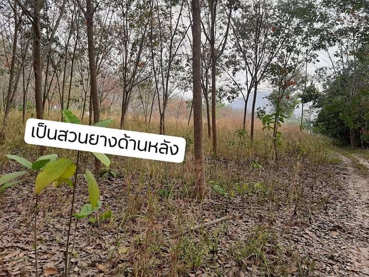 ขายที่ดินระยอง-9-ไร่กว่า-ราคาถูก-ท่ารใดพร้อมต้องรีบ-ขายด่วนลดพิเศษสุด