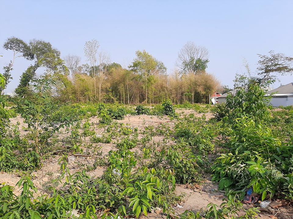 ที่ดินหลังโกลบอลเฮ้าระยอง15-ไร่ต้องการขาย-อยู่ทำเลที่ดี