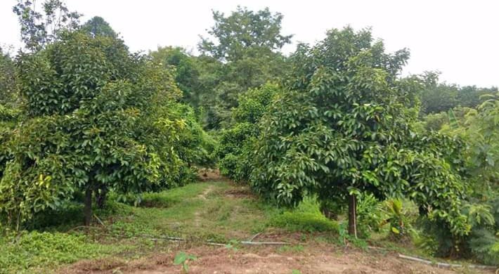 ขายที่สวนสวยๆ-ท่านใดอยากมีสวนแปลงนี้เลย-ใกล้โรงเรียนกำเนิดวิทย์-วังจันทร์-ระยอง