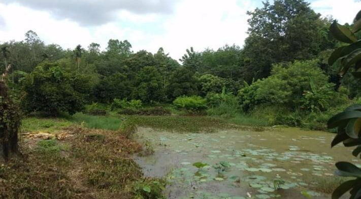 ขายที่สวนสวยๆ-ท่านใดอยากมีสวนแปลงนี้เลย-ใกล้โรงเรียนกำเนิดวิทย์-วังจันทร์-ระยอง