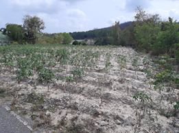 ขายที่ดินประมาณ-5-ไร่โฉนด-2-แปลง-อยู่ตห้วยโป่ง-เขาห้วยมะหาด-ราคาถูก