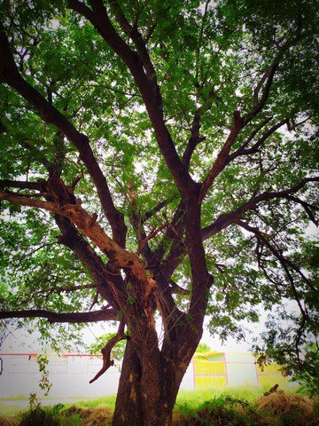 ขายที่ดิน-135-ตรว-ซรามอินทรา-117-ใกล้สวนสยาม-เหมาะซื้อปลูกบ้าน