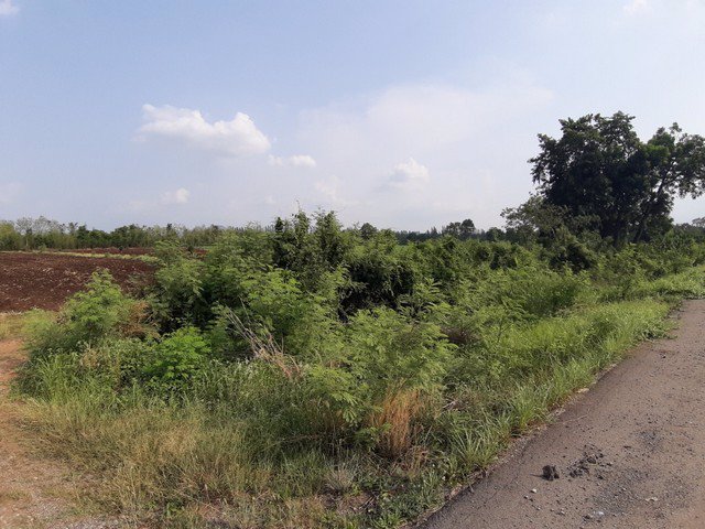 ขายที่ดิน-ถมไแล้ว-12-2-9-ไร่-บ้านมอดินแดง-ตคลองกระจัง-อศรีเทพ-เพชรบูรณ์-เจ้าของขายเอง