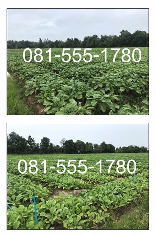 ขายที่ดินเปล่า-เนื้อที่ดิน-33-ไร่-0-งาน-02-ตารางวา-13202-ตรว-อสวนผึ้ง-จราชบุรี