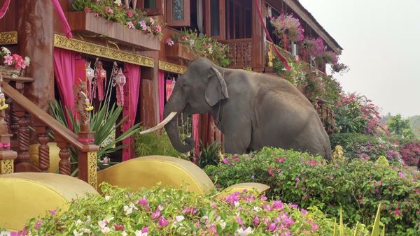 ขายคฤหาสน์บ้านไม้สักทองหลังใหญ่-สวย-หายาก-ใหญ่ที่สุดในจังหวัดเชียงใหม่-พร้อมที่ดินโฉนด-10-ไร่