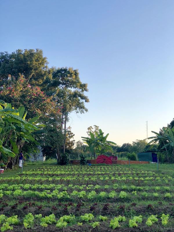 ขายคฤหาสน์บ้านไม้สักทองหลังใหญ่-สวย-หายาก-ใหญ่ที่สุดในจังหวัดเชียงใหม่-พร้อมที่ดินโฉนด-10-ไร่