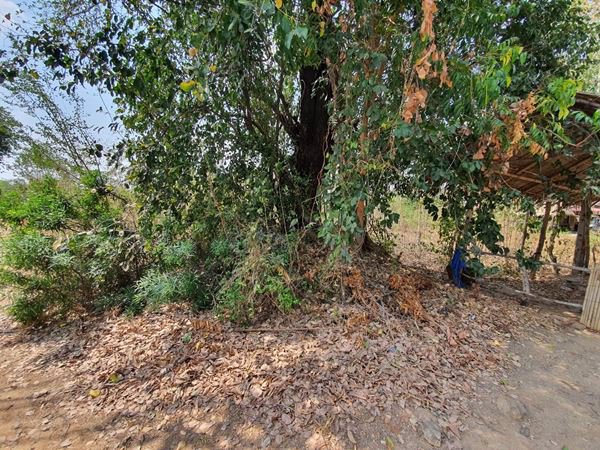 ขายถูก-ที่ดินติดถนน-ทำเลดี-กาญจนบุรี-ลาดหญ้า-หน้ากว้าง-ขนาด-2-งาน-40-ตรว