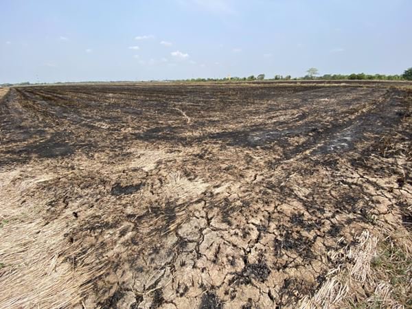 ขายที่ดินติดถนน-9-1-601-ไร่-อยู่ในแหล่งชุมชน-ตบางขวัญ-เมืองฉะเชิงเทรา