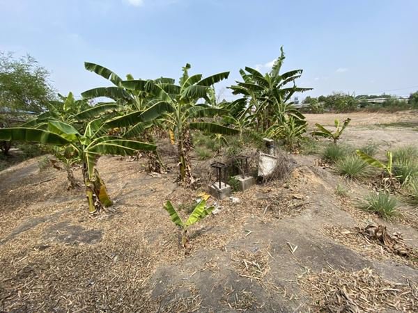 ขายที่ดินสวยๆ-หน้าติดถนน-หลังติดคลอง-2-3-16-ไร่-บางขวัญ-เมืองฉะเชิงเทรา