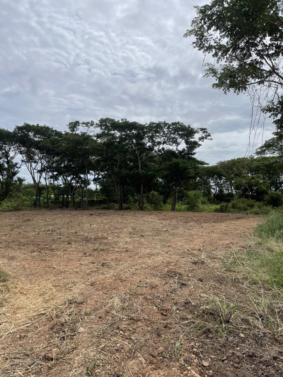ขายที่ดิน-100-ตรว-ตต้นโพธิ์-อเมือง-จสิงห์บุรี