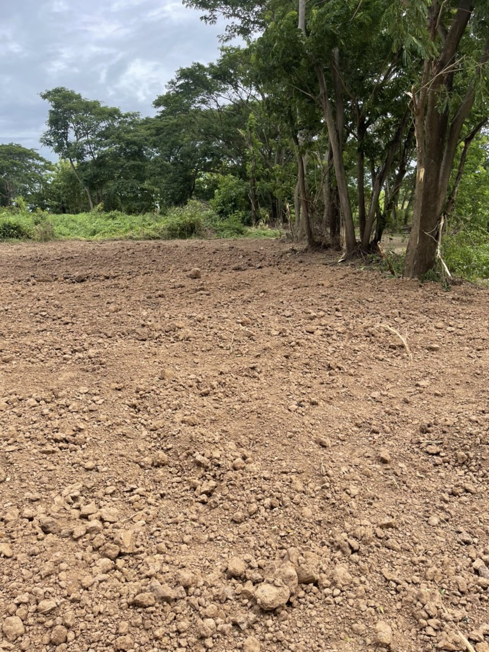 ขายที่ดิน-100-ตรว-ตต้นโพธิ์-อเมือง-จสิงห์บุรี