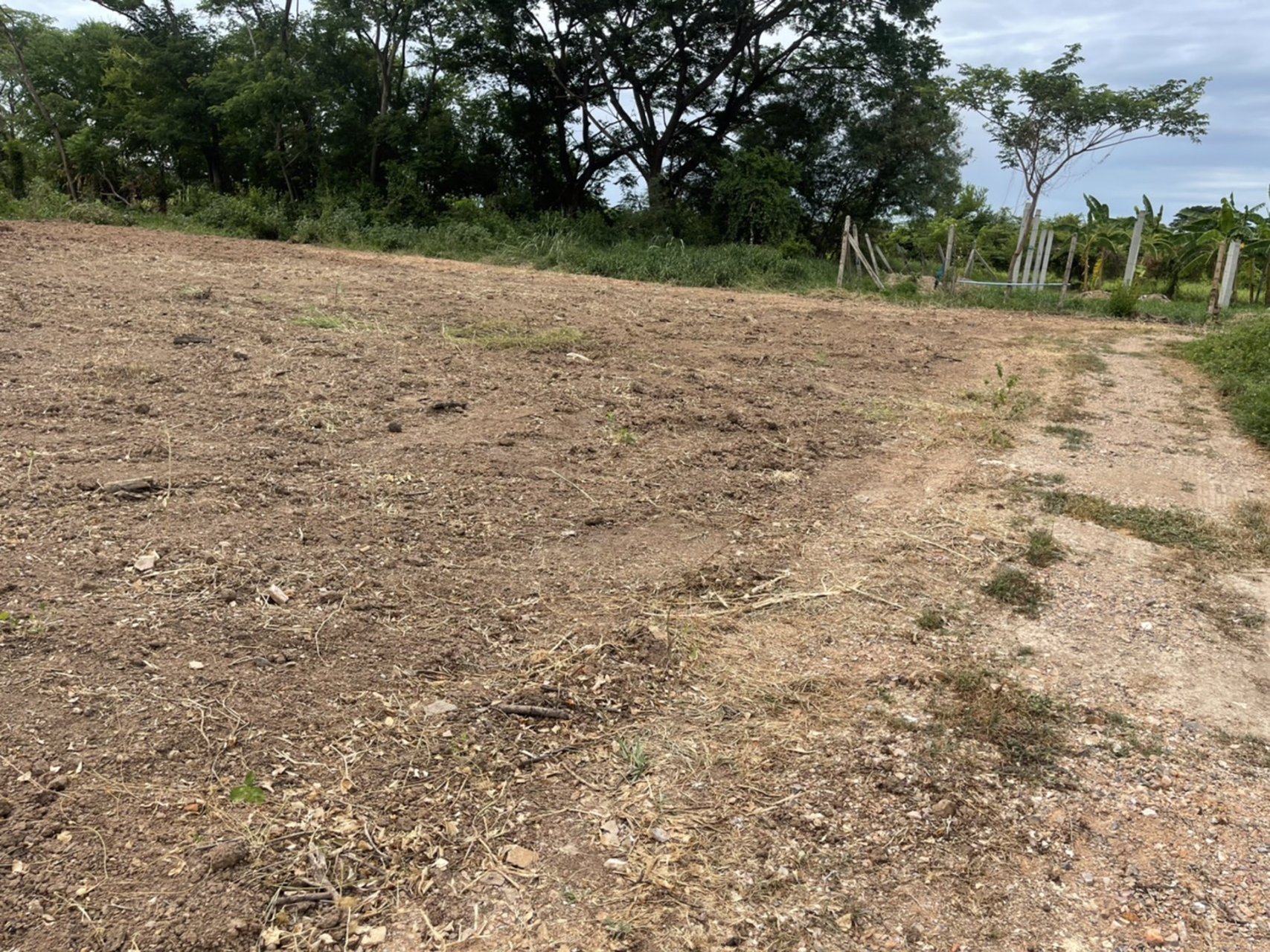 ขายที่ดิน-100-ตรว-ตต้นโพธิ์-อเมือง-จสิงห์บุรี