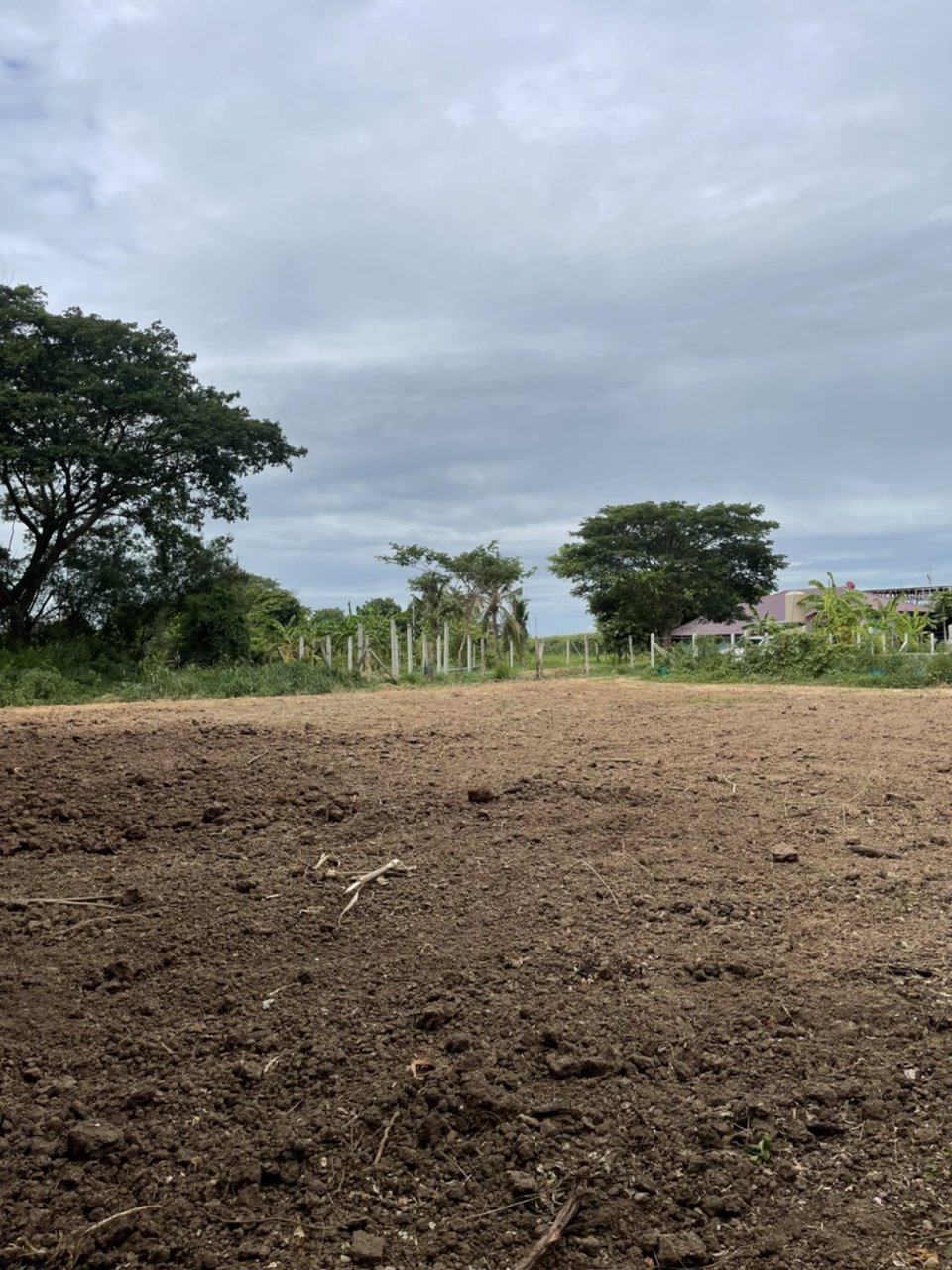 ขายที่ดิน-100-ตรว-ตต้นโพธิ์-อเมือง-จสิงห์บุรี