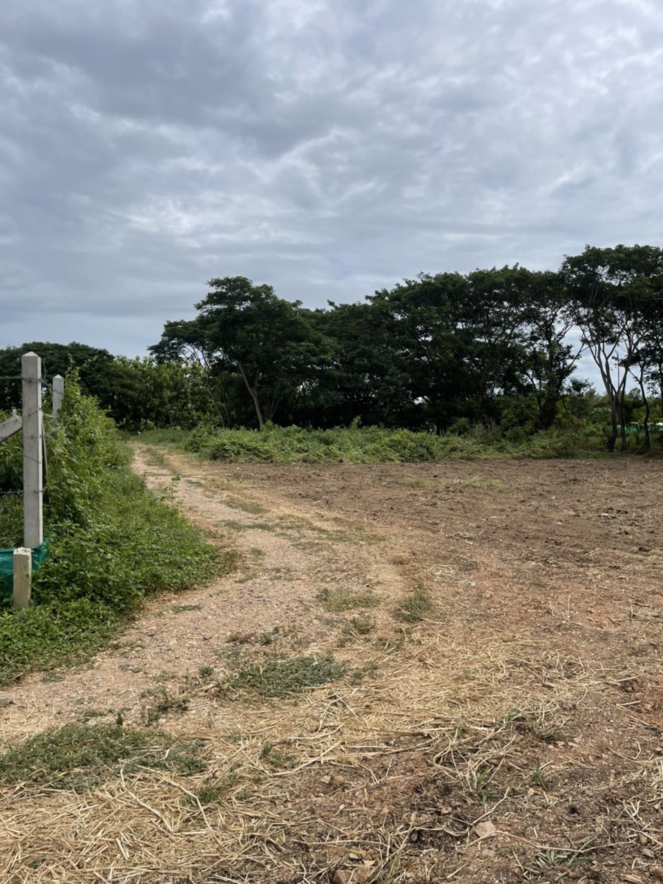 ขายที่ดิน-100-ตรว-ตต้นโพธิ์-อเมือง-จสิงห์บุรี