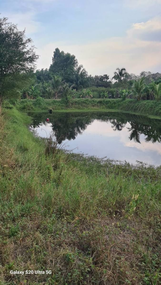 ด่วนขายที่ดินราคาถูก-พร้อมสิ่งปลูกสร้าง-สวนผสม