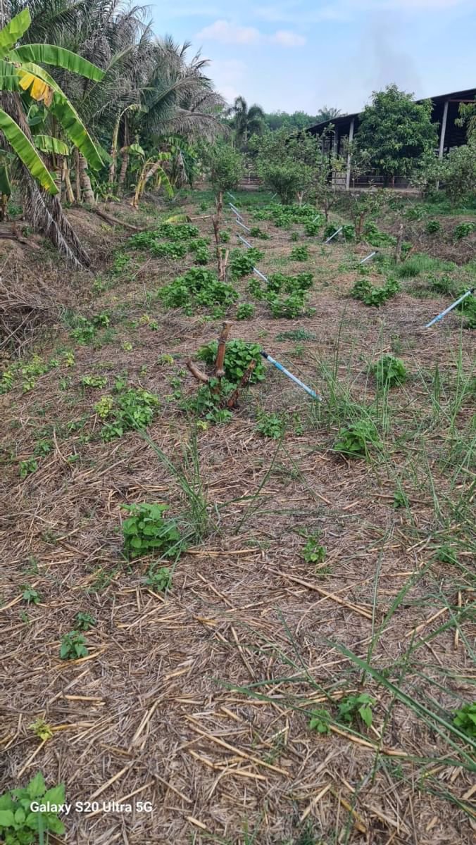 ด่วนขายที่ดินราคาถูก-พร้อมสิ่งปลูกสร้าง-สวนผสม