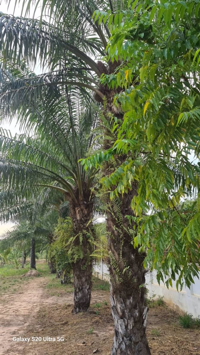 ด่วนขายที่ดินราคาถูก-พร้อมสิ่งปลูกสร้าง-สวนผสม