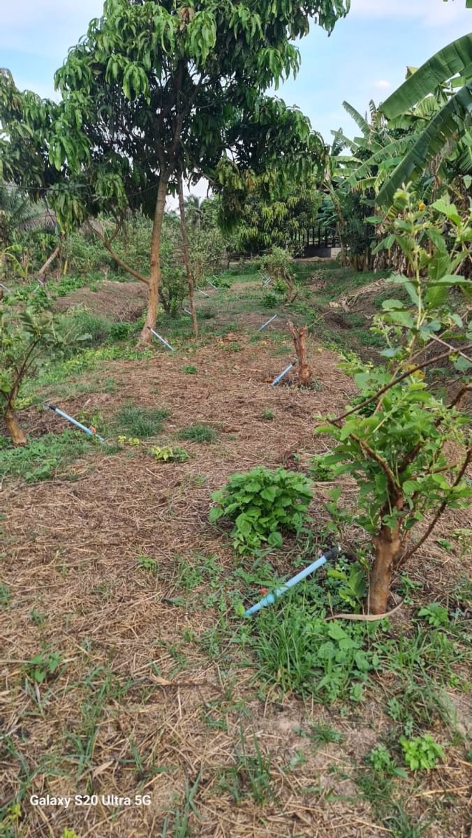 ด่วนขายที่ดินราคาถูก-พร้อมสิ่งปลูกสร้าง-สวนผสม