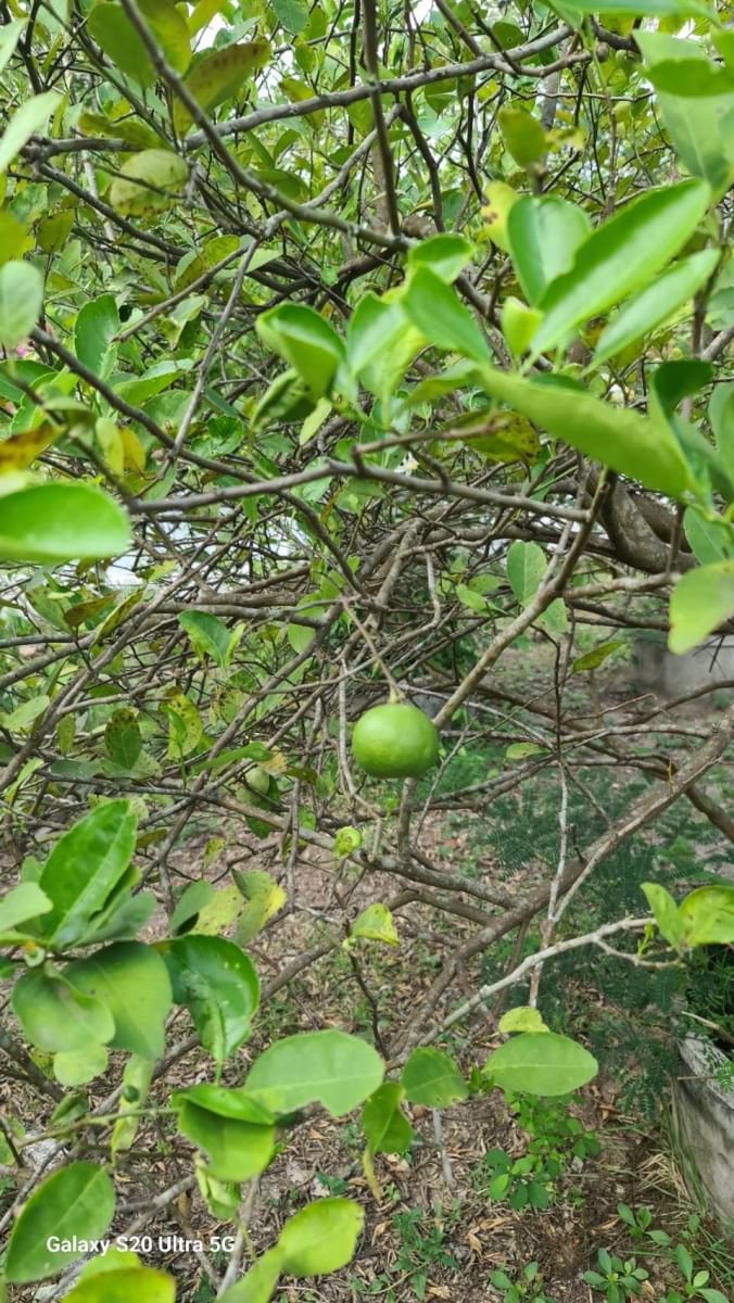 ด่วนขายที่ดินราคาถูก-พร้อมสิ่งปลูกสร้าง-สวนผสม