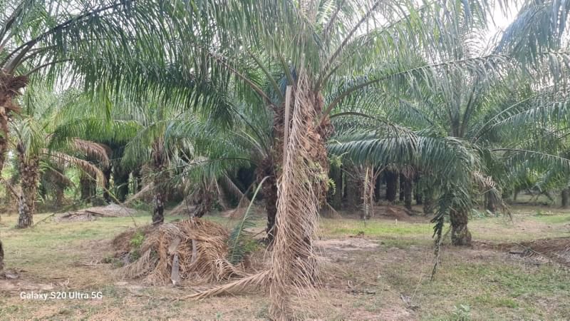 ด่วนขายที่ดินราคาถูก-พร้อมสิ่งปลูกสร้าง-สวนผสม