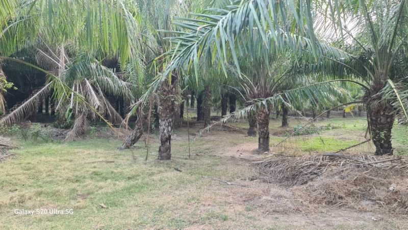 ด่วนขายที่ดินราคาถูก-พร้อมสิ่งปลูกสร้าง-สวนผสม