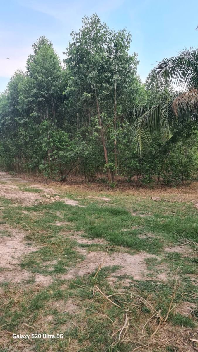 ด่วนขายที่ดินราคาถูก-พร้อมสิ่งปลูกสร้าง-สวนผสม