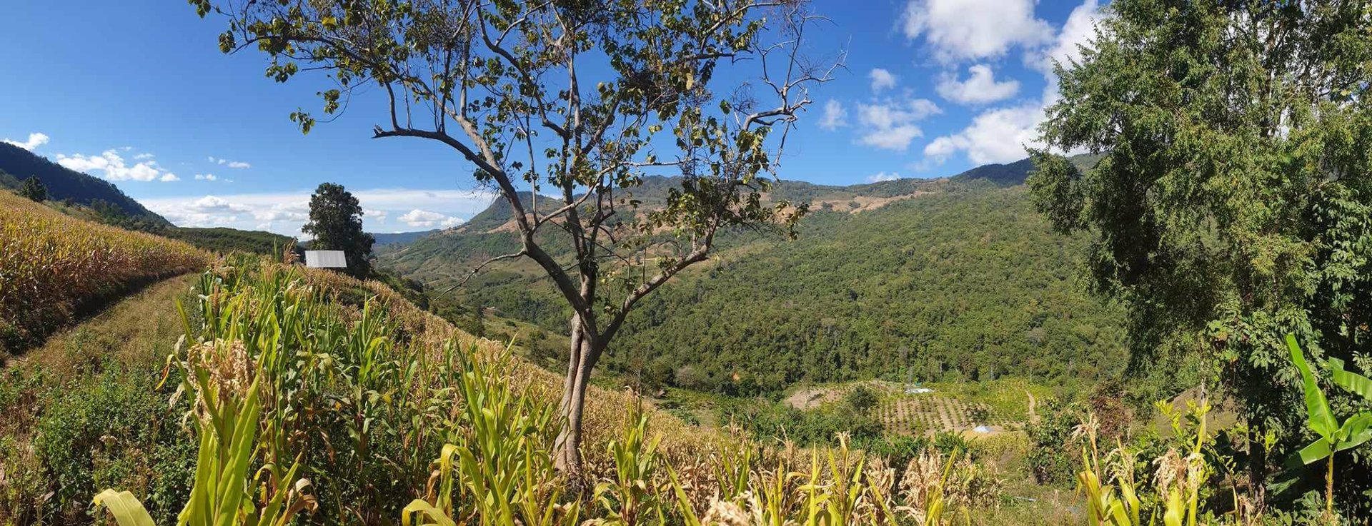 ขายที่ดิน-พิกัด-ตแม่ลาว-อำเภอเชียงคำ-จังหวัดพะเยา